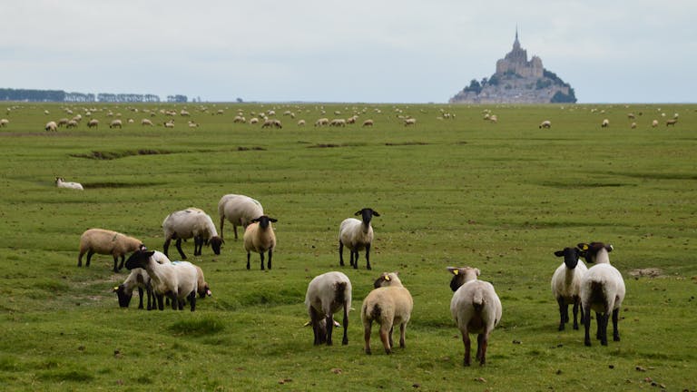 Sheep grazing on green pastures with Mont Saint-Michel in the background, France.